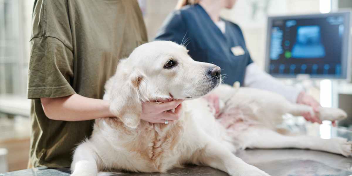 Tramadol en perros: ¿Es seguro y efectivo?