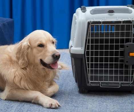 Transportin para perros