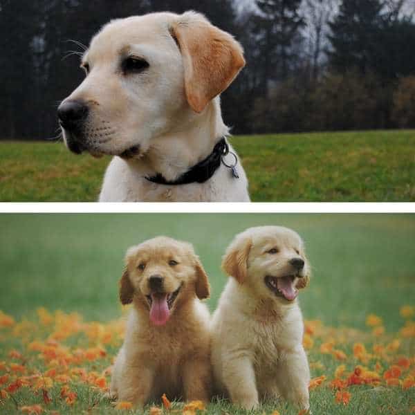 Uno o dos cachorros de labrador