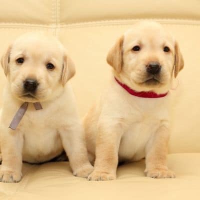 Vinculación con dos cachorros