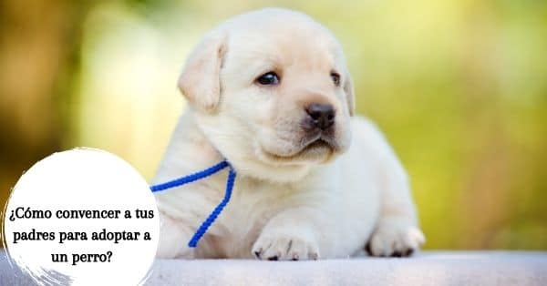 adoptar a un perro