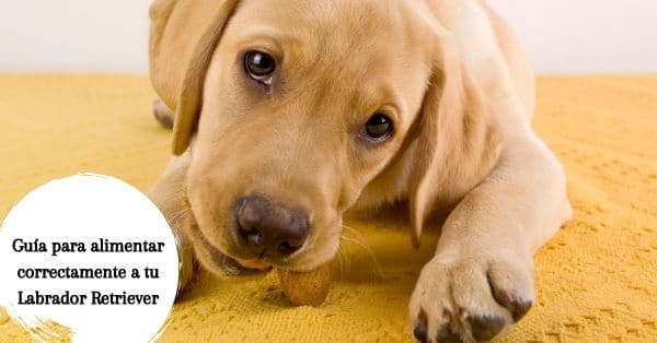 alimentar cachorro Labrador Retriever