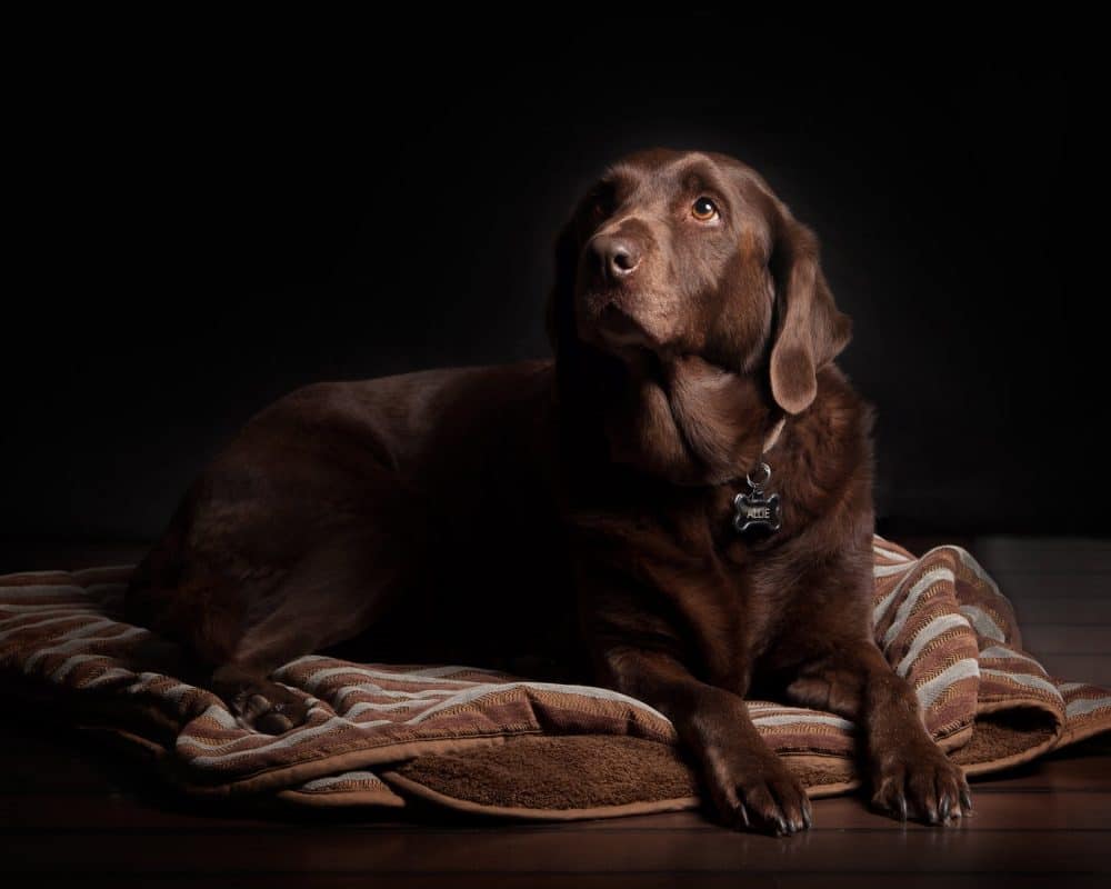 labrador chocolate