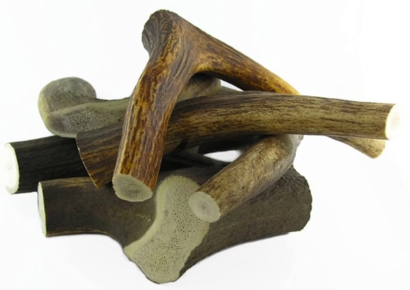 astas de ciervo perro