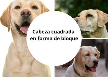 Labrador de cabeza cuadrada en forma de bloque ¿Lo sabías?