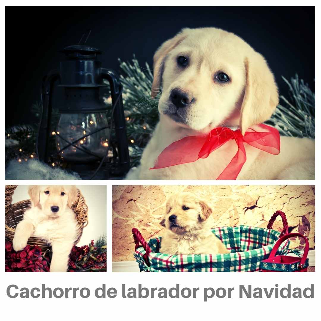 Un cachorro de labrador por Navidad: ¿es lo ideal para ti?