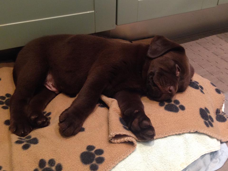 labrador chocolate cachorro