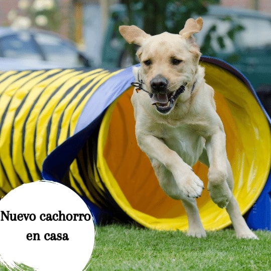 El cachorro es muy enérgico