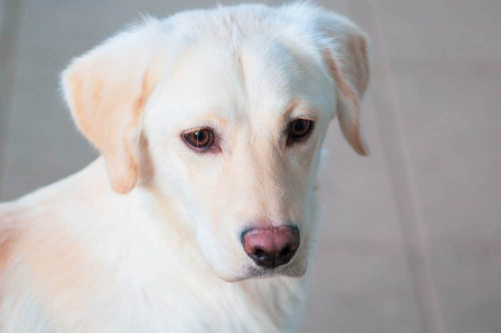 perro labrador precio