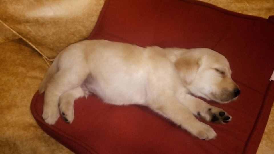 labrador 3 meses
