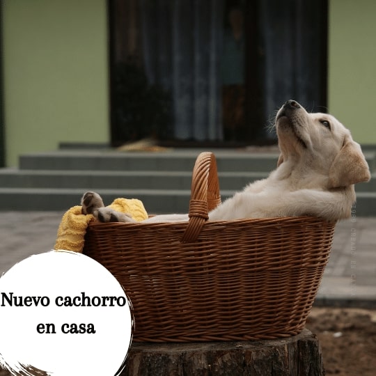 Nuevo cachorro en casa: cómo introducirlo en la familia
