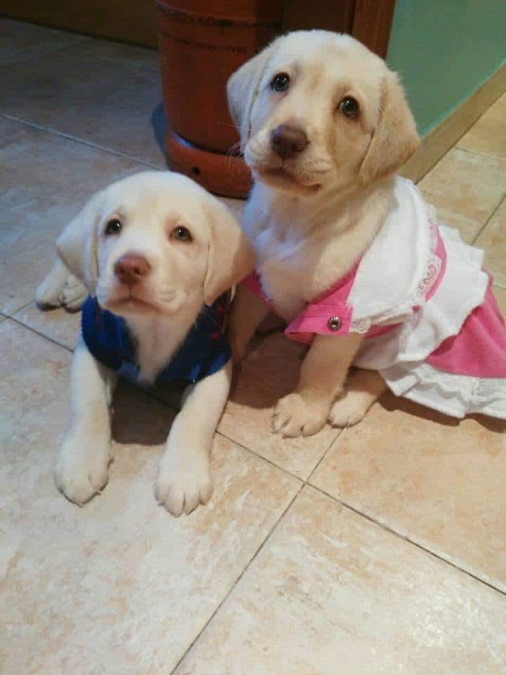 cachorros de labrador