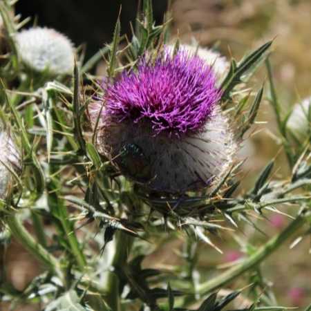 Cómo dar cardo mariano a los perros