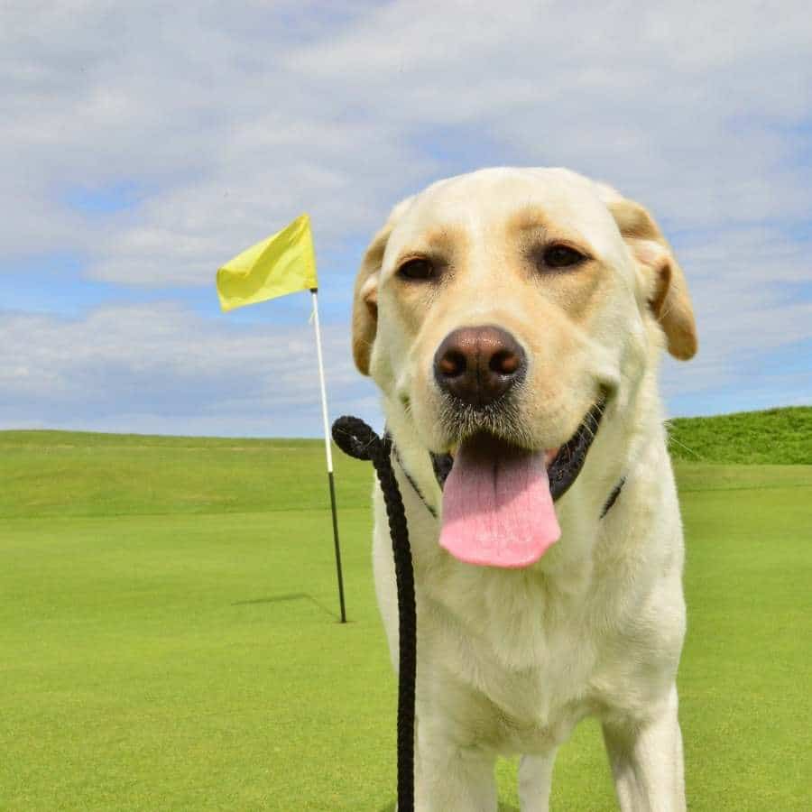 certificados de pruebas de cadera y oculares