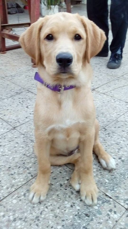 Mezcla de Golden Retriever y Labrador - ¿Conoces el Goldador?