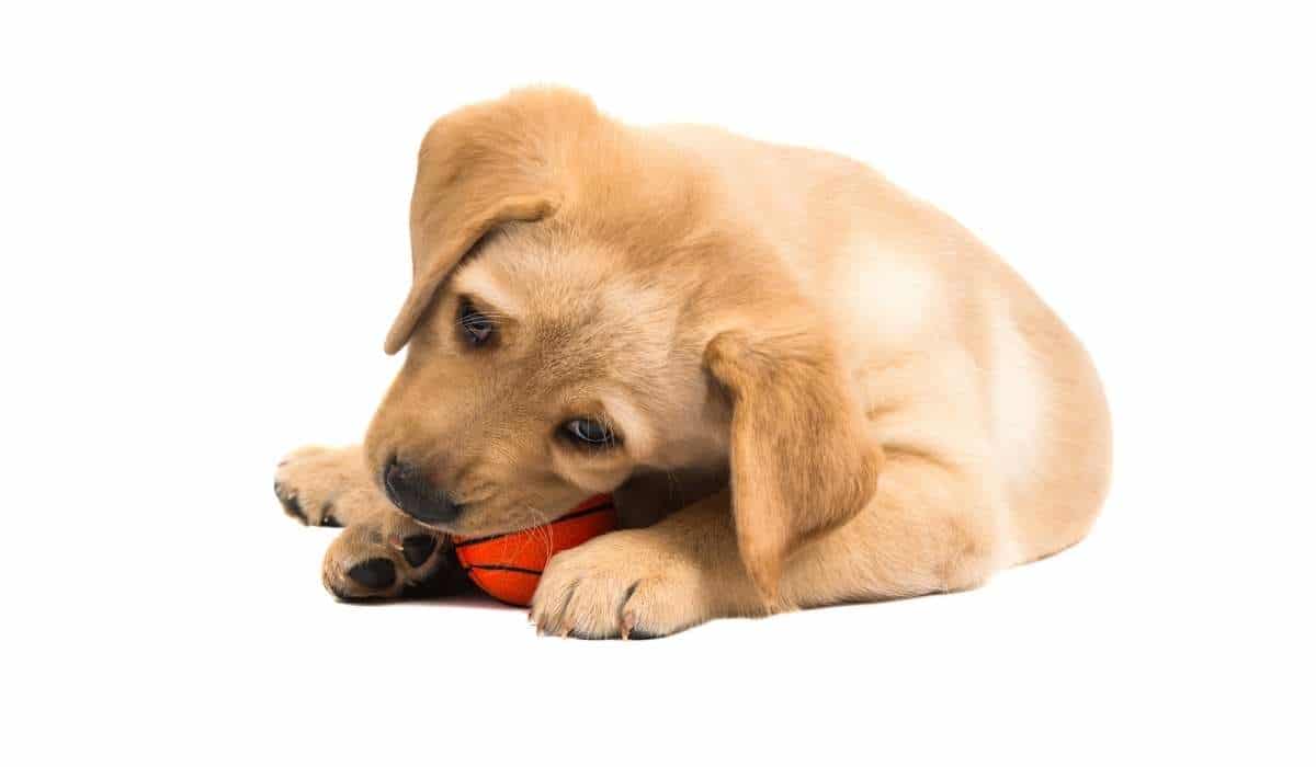 ¿Cómo evitar que mi cachorro de labrador muerda?