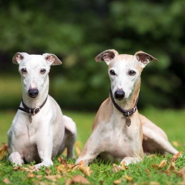 cruce de Whippet