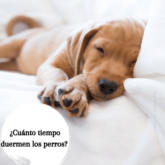 ¿Cuánto tiempo duermen los perros? ¿Tu perro duerme demasiado?