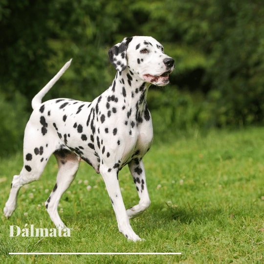 dalmata