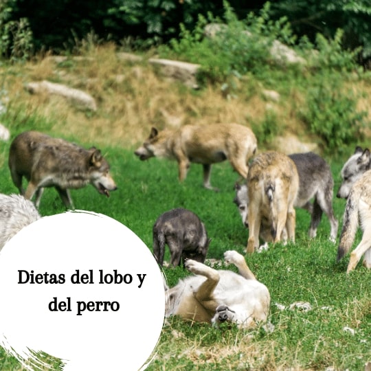 ¿Qué comen los lobos? ¿Se compara con la alimentación de los perros?