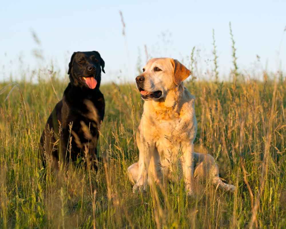 labrador ingles y labrador americano