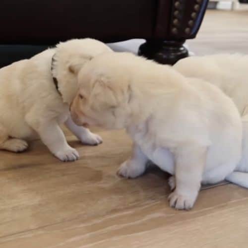 cachorros de labrador inglés de color crema
