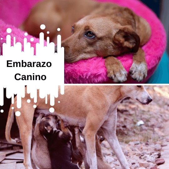 Embarazo canino | Signos y síntomas y desarrollo de los cachorros.