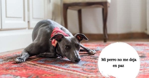 enseñar a un perro a calmarse en una alfombra