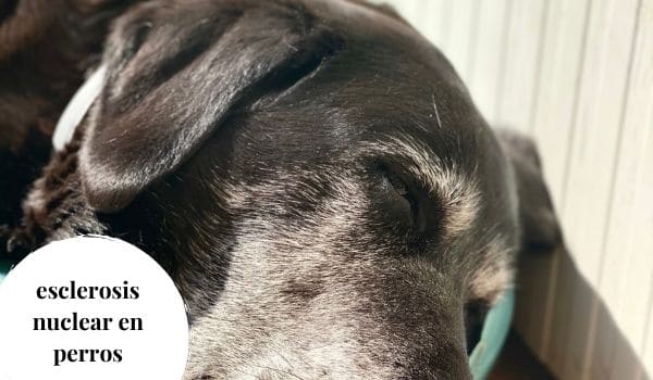 Cataratas y esclerosis nuclear en perros