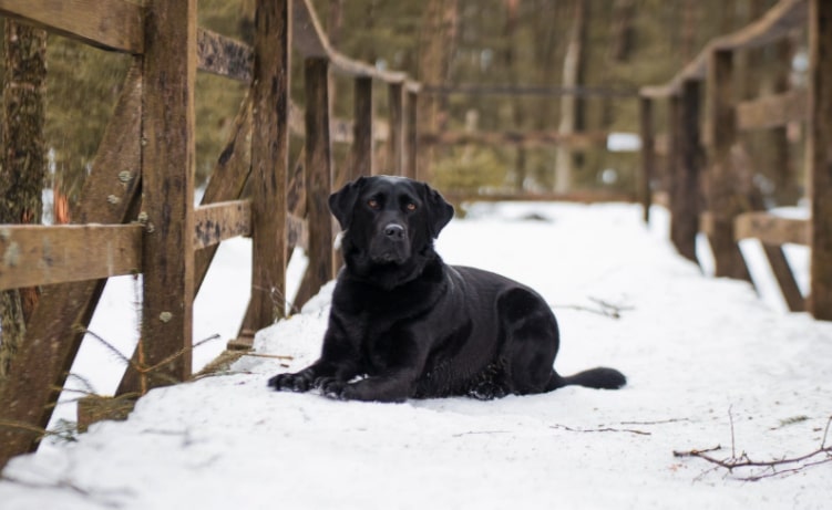 Buenos hábitos perro no ladre