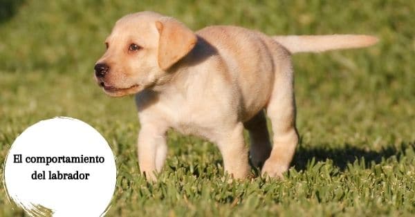 evitar que mi labrador persiga a otros perros