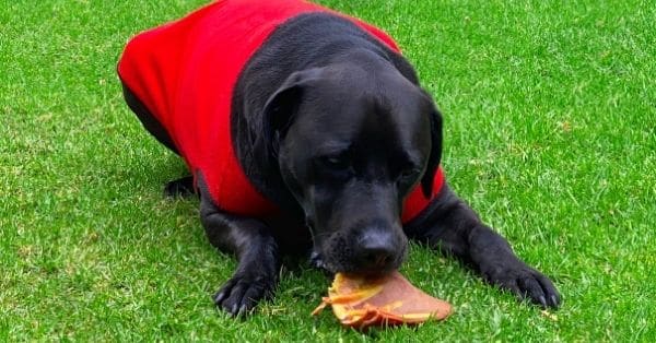 Te enseñamos a evitar que tu perro coma todo lo que ve