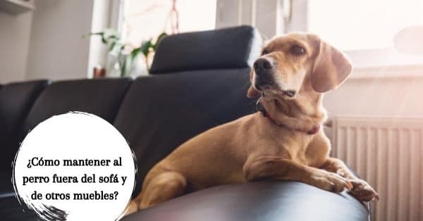 evitar que tu perro se suba al sofá
