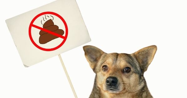 evitar que un perro coma caca