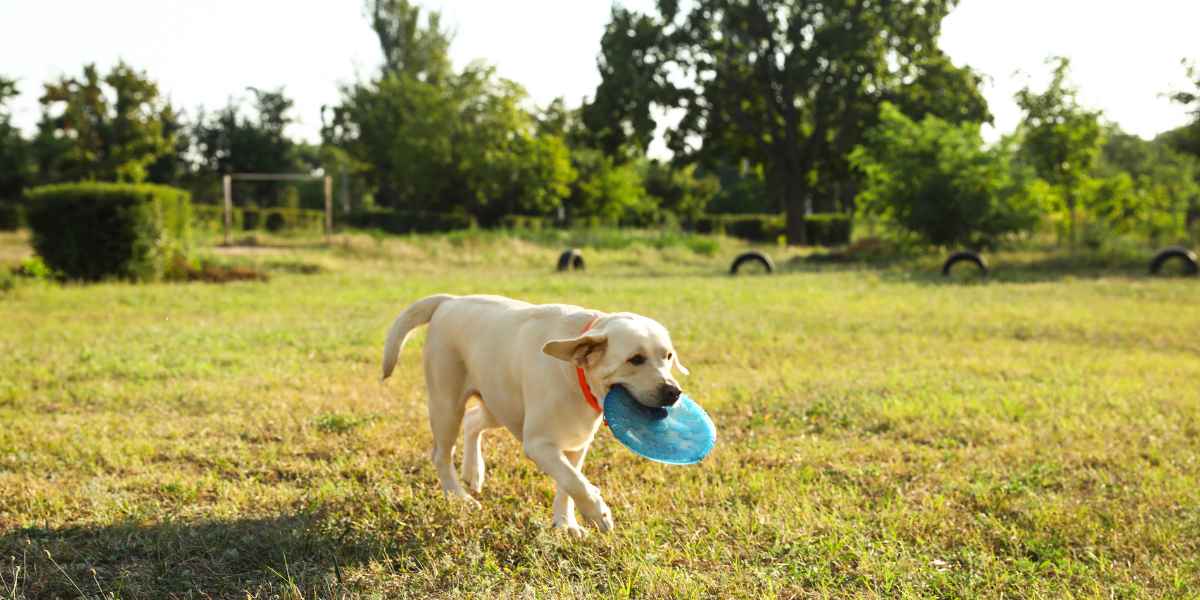frisbees labrador