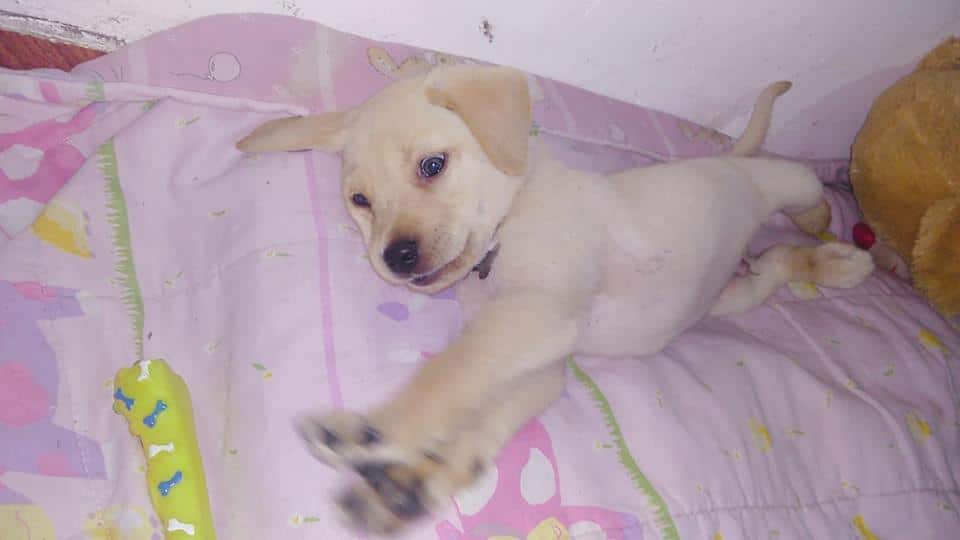 cachorro hembra de labrador