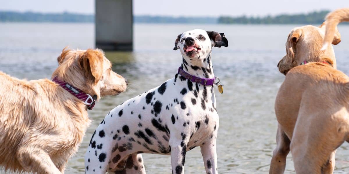 La historia de Stella: Un amor por las hojas desde temprana edad
