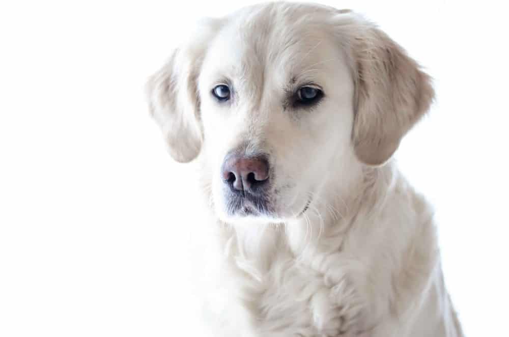 cachorro de labrador