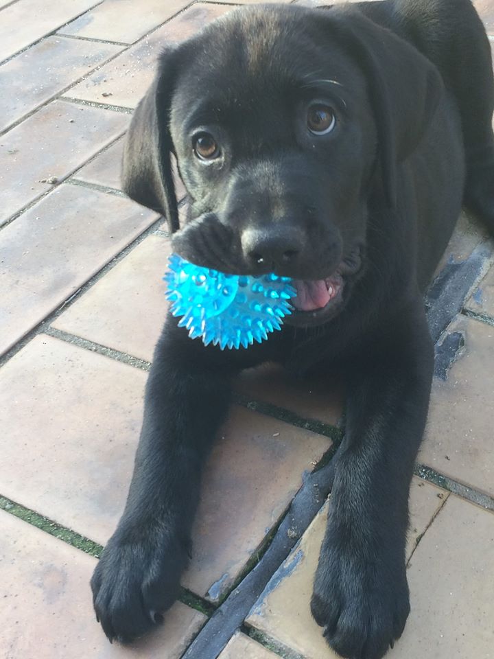 juguetes para perros