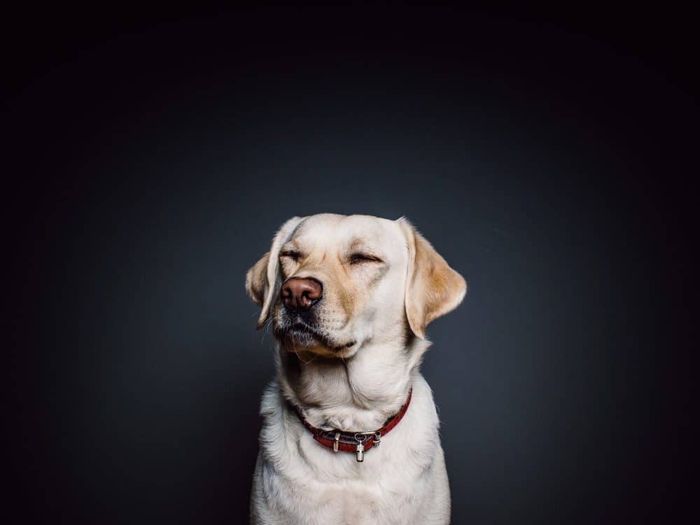 Labrador retriever