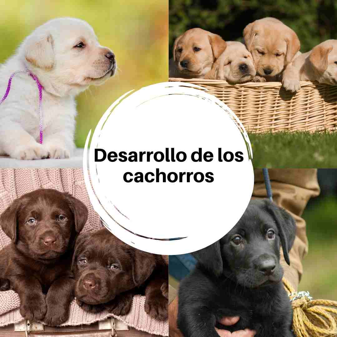 Edad y etapas de desarrollo de los cachorros - Guía completa semana a semana