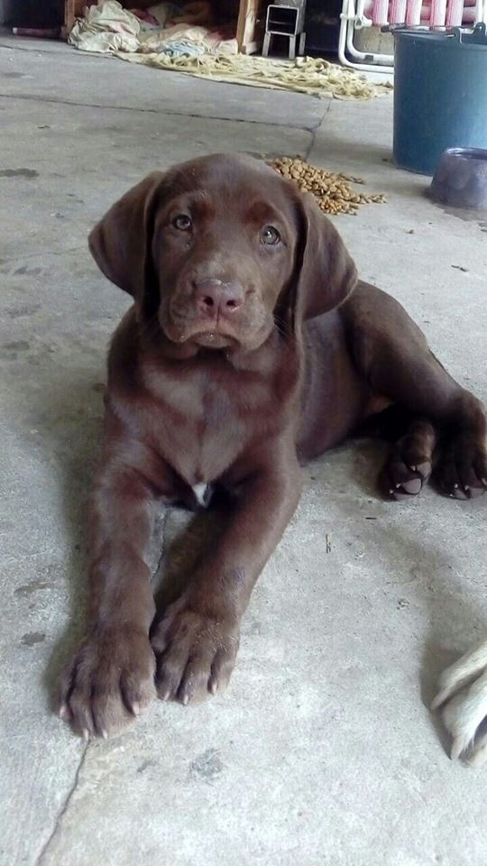 cachorro labrador chocolate