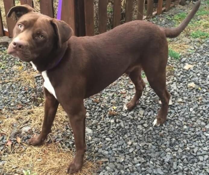 labrador con pitbull