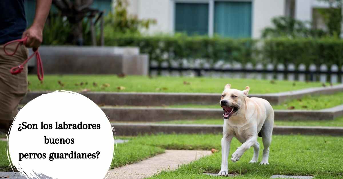 ¿Son los labradores buenos perros guardianes? ¿Distinguen entre amigos e intrusos?