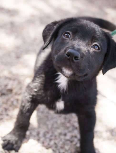 Mezcla de Labrador con pitbull