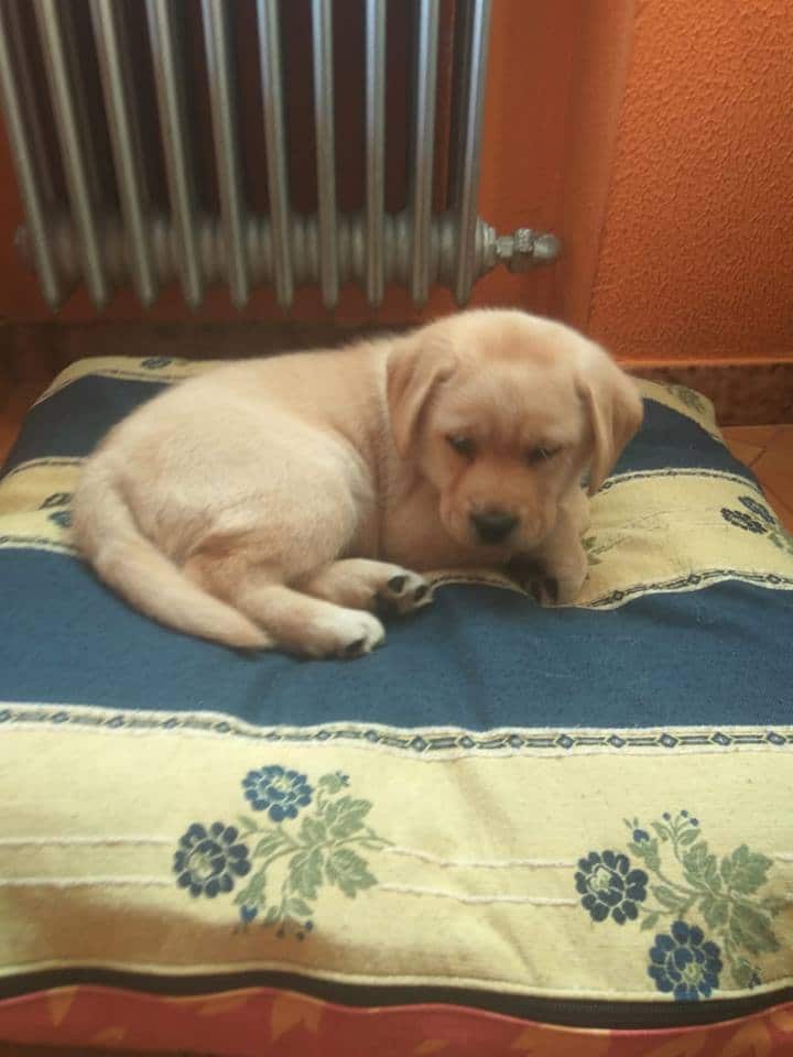cachorro labrador
