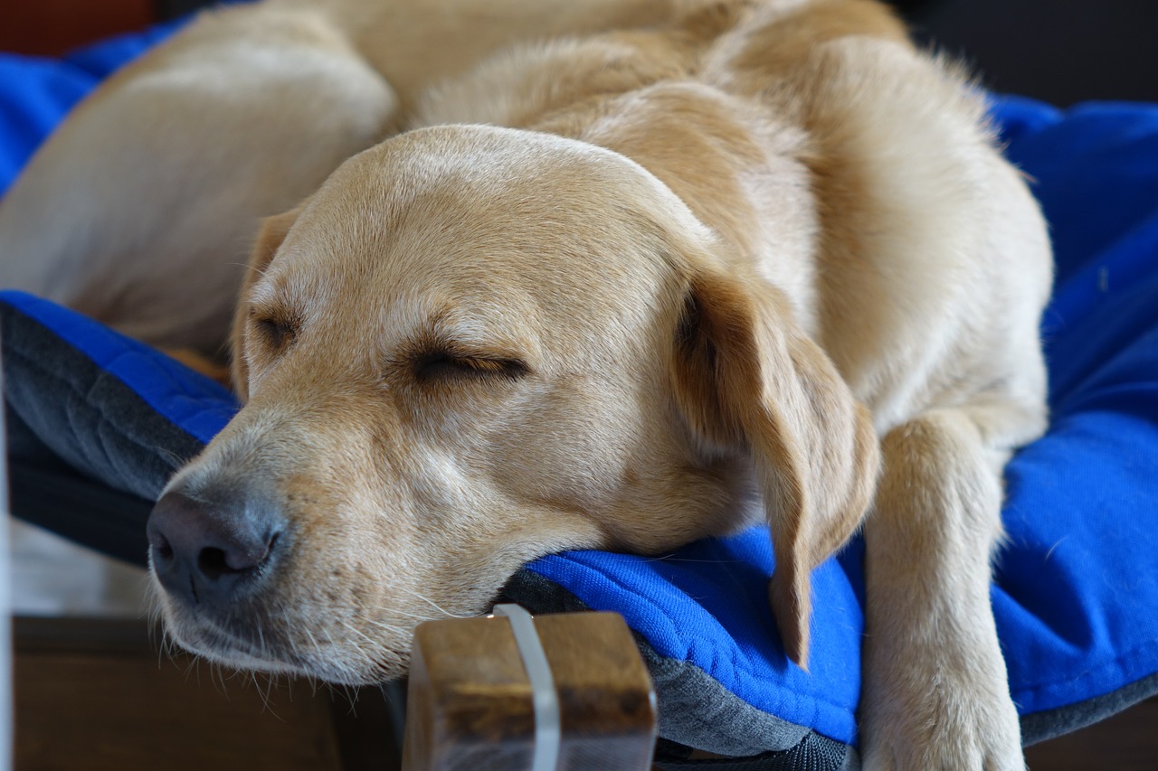 cama para perros grandes