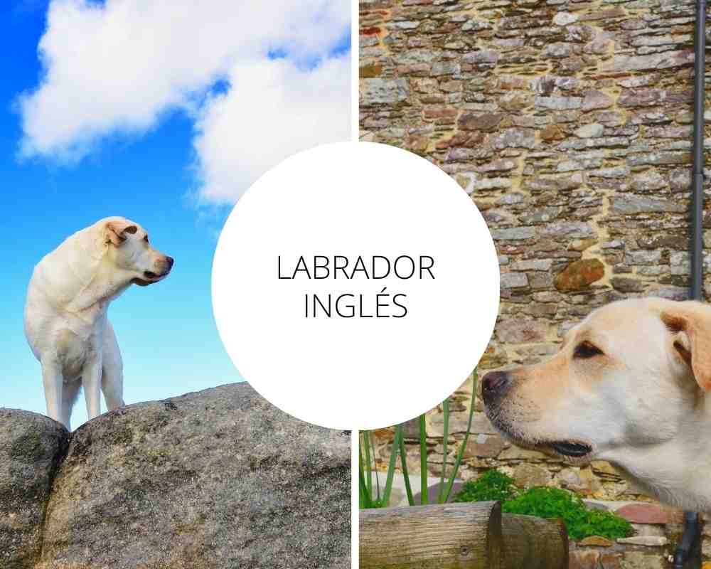 labrador ingles cachorro