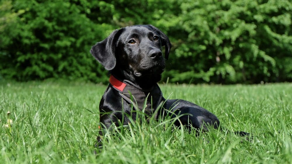 labrador negro