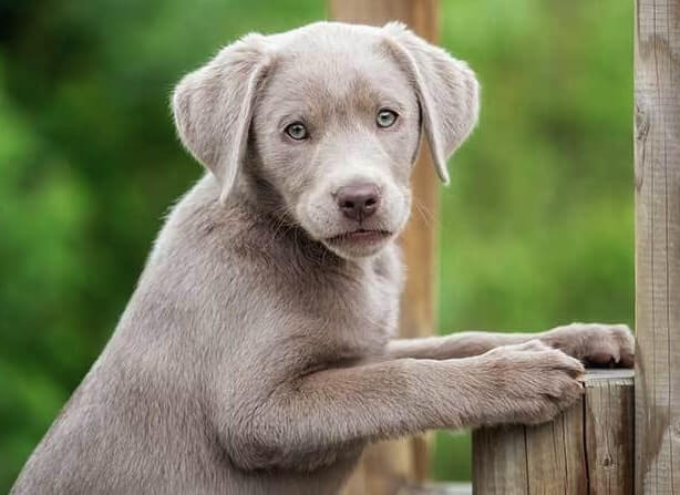 Labrador Retriever Plateado